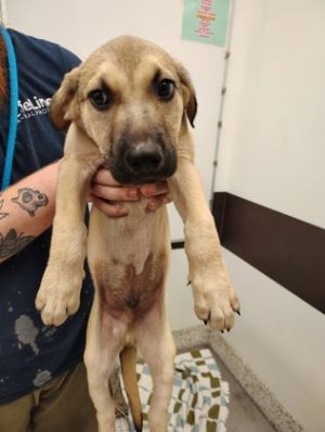 Pebble - adopted!, Baby Male Mixed Breed