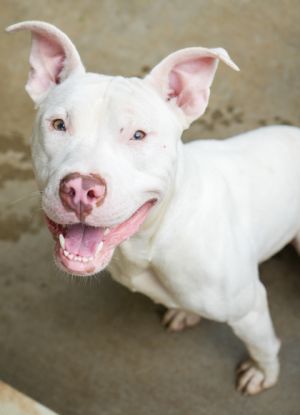 Kylo, Adult Male Pit Bull Terrier