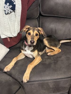 Milo, Baby Male Shepherd