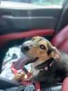 Milo photo 2