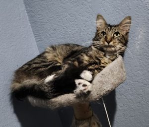Peanut Butter, Adult Male Domestic Medium Hair