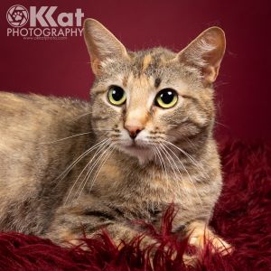 Delilah, Adult Female Domestic Short Hair