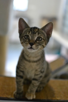 Hello Im Cotton Im a kitten with a heart full of love and a spirit full of play My days