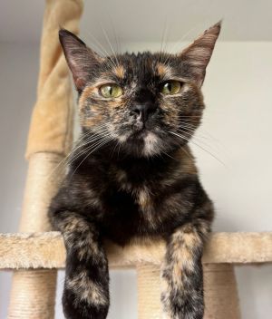 Ginny, Adult Female Domestic Short Hair