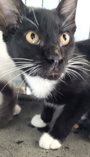 Mae, Baby Female Domestic Short Hair