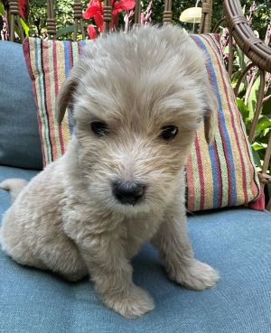 Enzo Harley, Baby Male Golden Retriever
