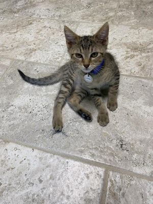Juan, Baby Male Domestic Short Hair