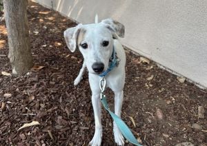 Koi, Young Male Labrador Retriever