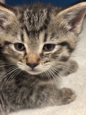 Tionne, Baby Female Domestic Short Hair