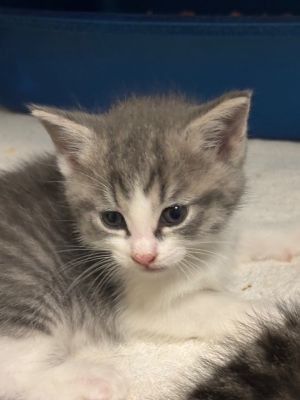 Rozonda, Baby Female Domestic Short Hair