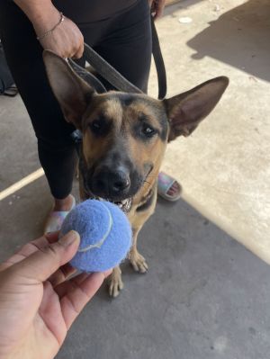 Sheeba, Adult Female German Shepherd Dog