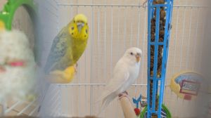 Sweetie and Peapod, Adult Female unknown