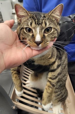 Nf-27c Domestic Short Hair Cat