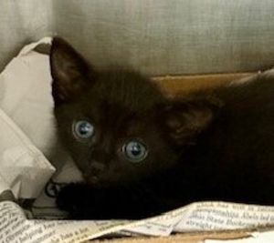 25-07-1893 Freedom, Adult Female Domestic Short Hair