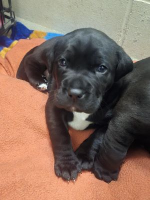 Reid, Baby Male Pit Bull Terrier
