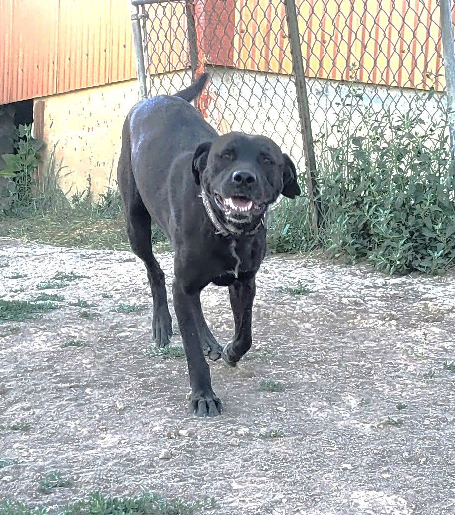 Harper