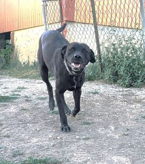 Harper, Adult Female Black Labrador Retriever