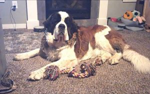 Moose, Adult Male Saint Bernard