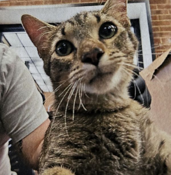 Rico