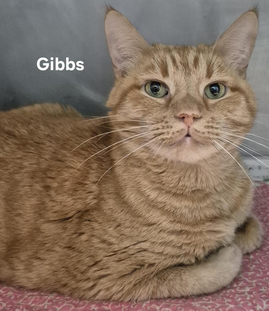 Gibbs