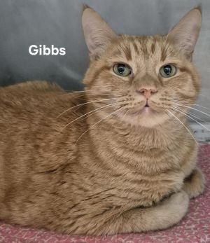 Gibbs, Adult Male Domestic Short Hair