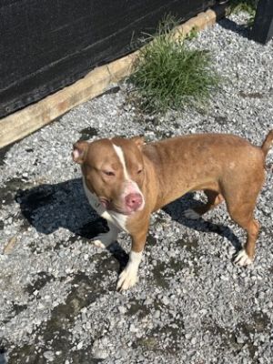 Jay Street, Adult Female Mixed Breed