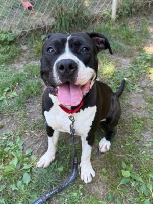 Phantom, Adult Male Mixed Breed