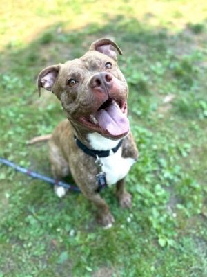 Finders, Adult Male Mixed Breed