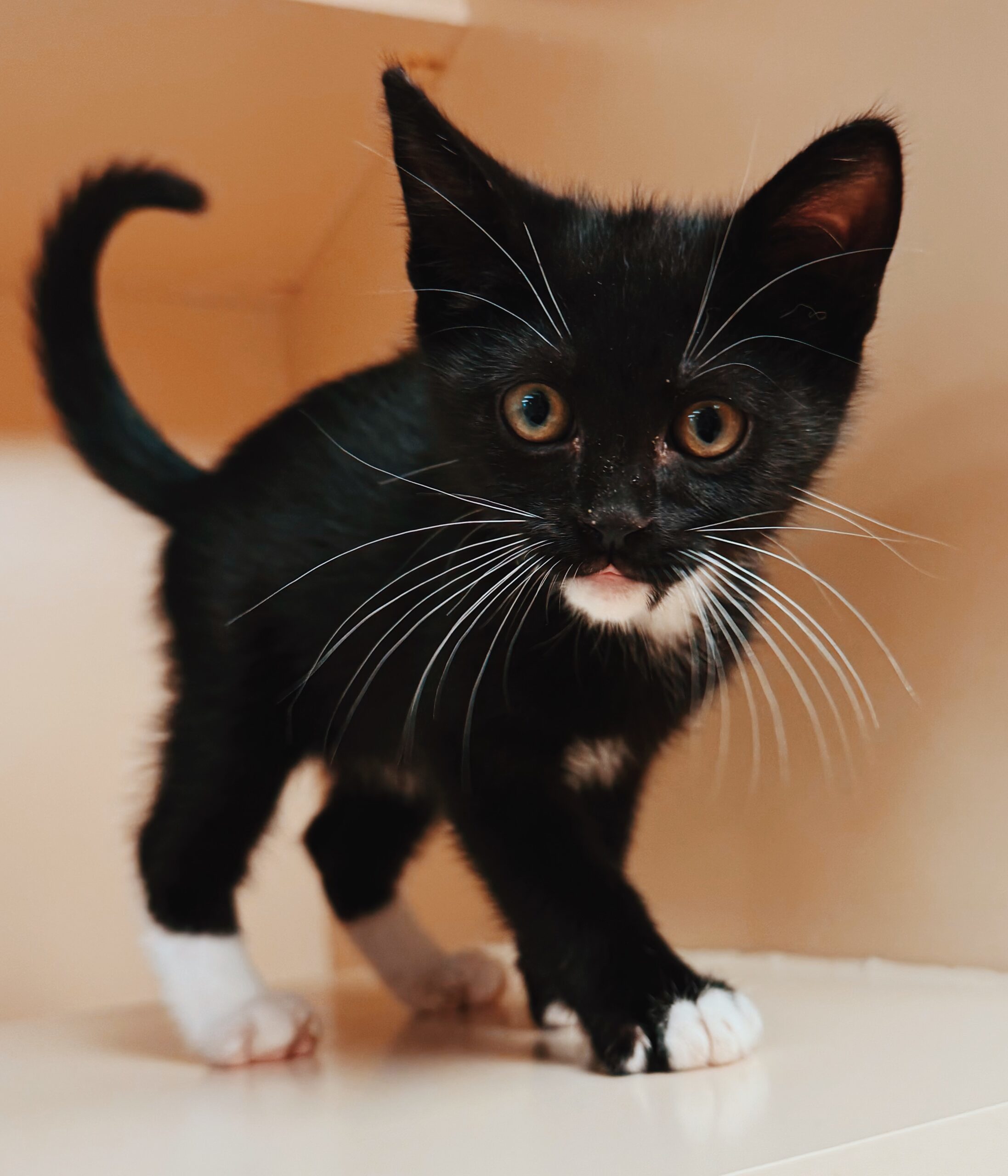 Warren, an adoptable Domestic Short Hair in Hays, KS, 67601 | Photo Image 1