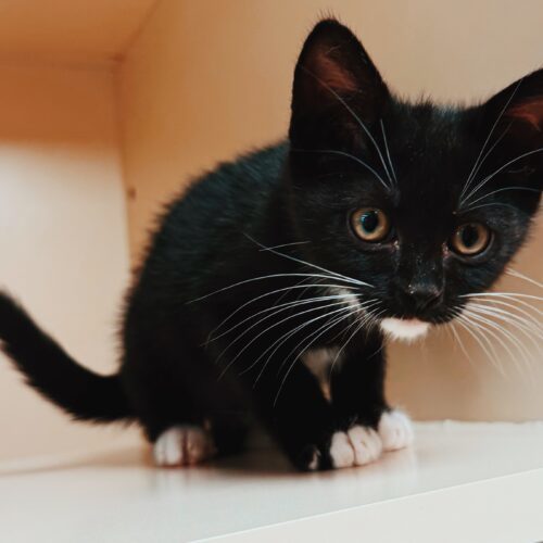 Warren, an adoptable Domestic Short Hair in Hays, KS, 67601 | Photo Image 2