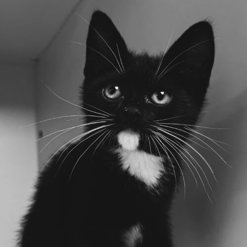Warren, an adoptable Domestic Short Hair in Hays, KS, 67601 | Photo Image 3