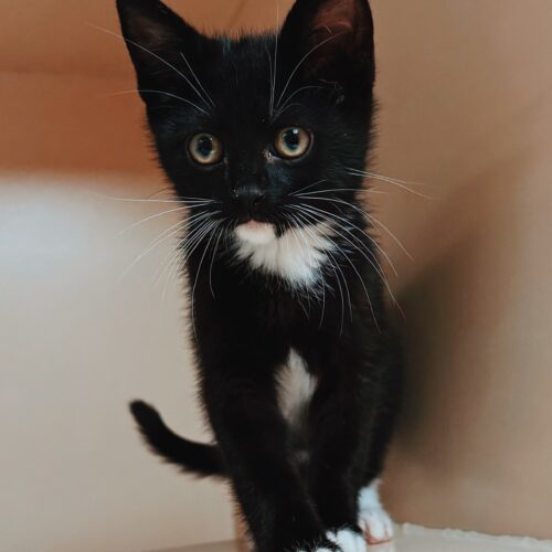 Warren, an adoptable Domestic Short Hair in Hays, KS, 67601 | Photo Image 5