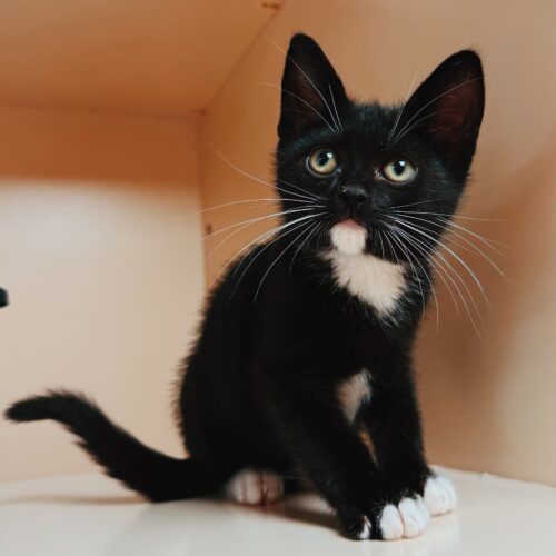 Warren, an adoptable Domestic Short Hair in Hays, KS, 67601 | Photo Image 6