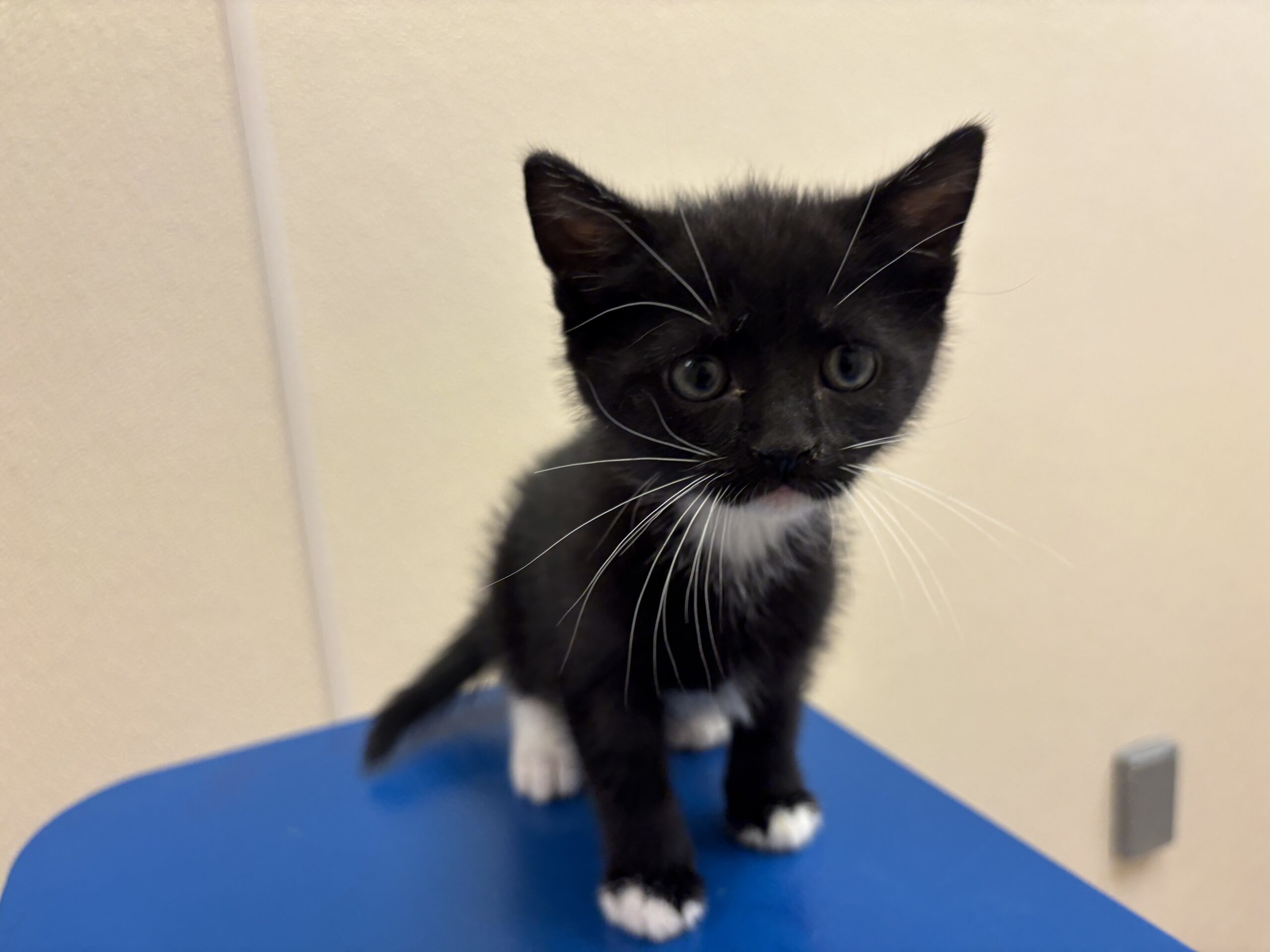 Graham, an adoptable Domestic Short Hair in Hays, KS, 67601 | Photo Image 1