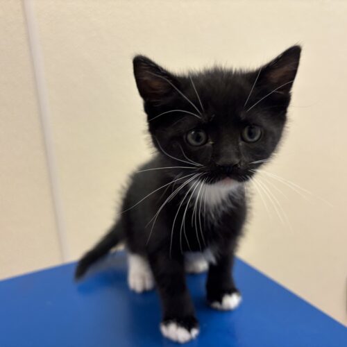 Graham, an adoptable Domestic Short Hair in Hays, KS, 67601 | Photo Image 2