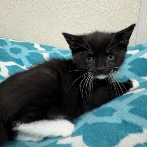 Graham, an adoptable Domestic Short Hair in Hays, KS, 67601 | Photo Image 3