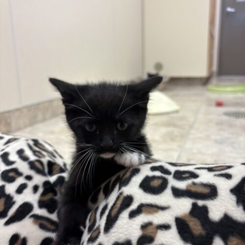 Graham, an adoptable Domestic Short Hair in Hays, KS, 67601 | Photo Image 4