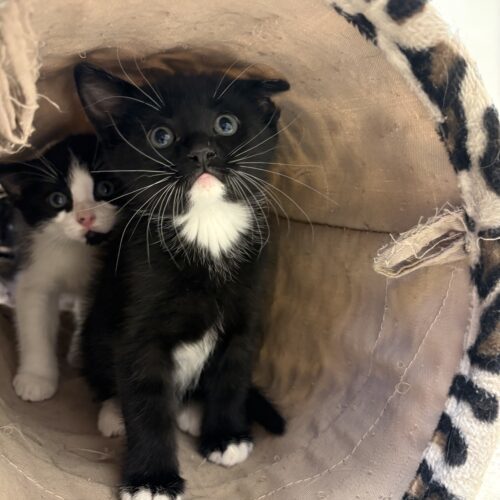 Graham, an adoptable Domestic Short Hair in Hays, KS, 67601 | Photo Image 5