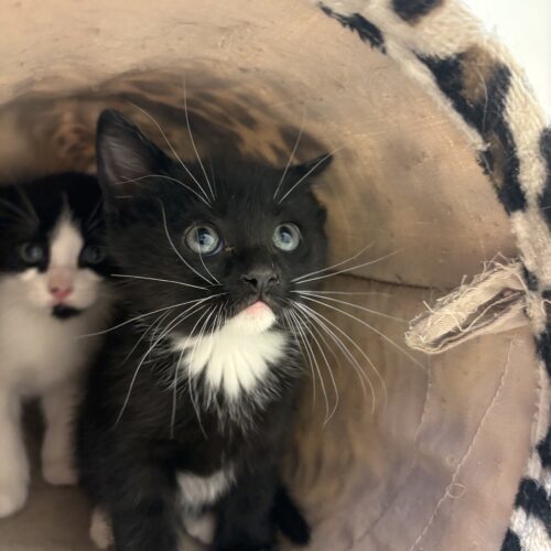 Graham, an adoptable Domestic Short Hair in Hays, KS, 67601 | Photo Image 6