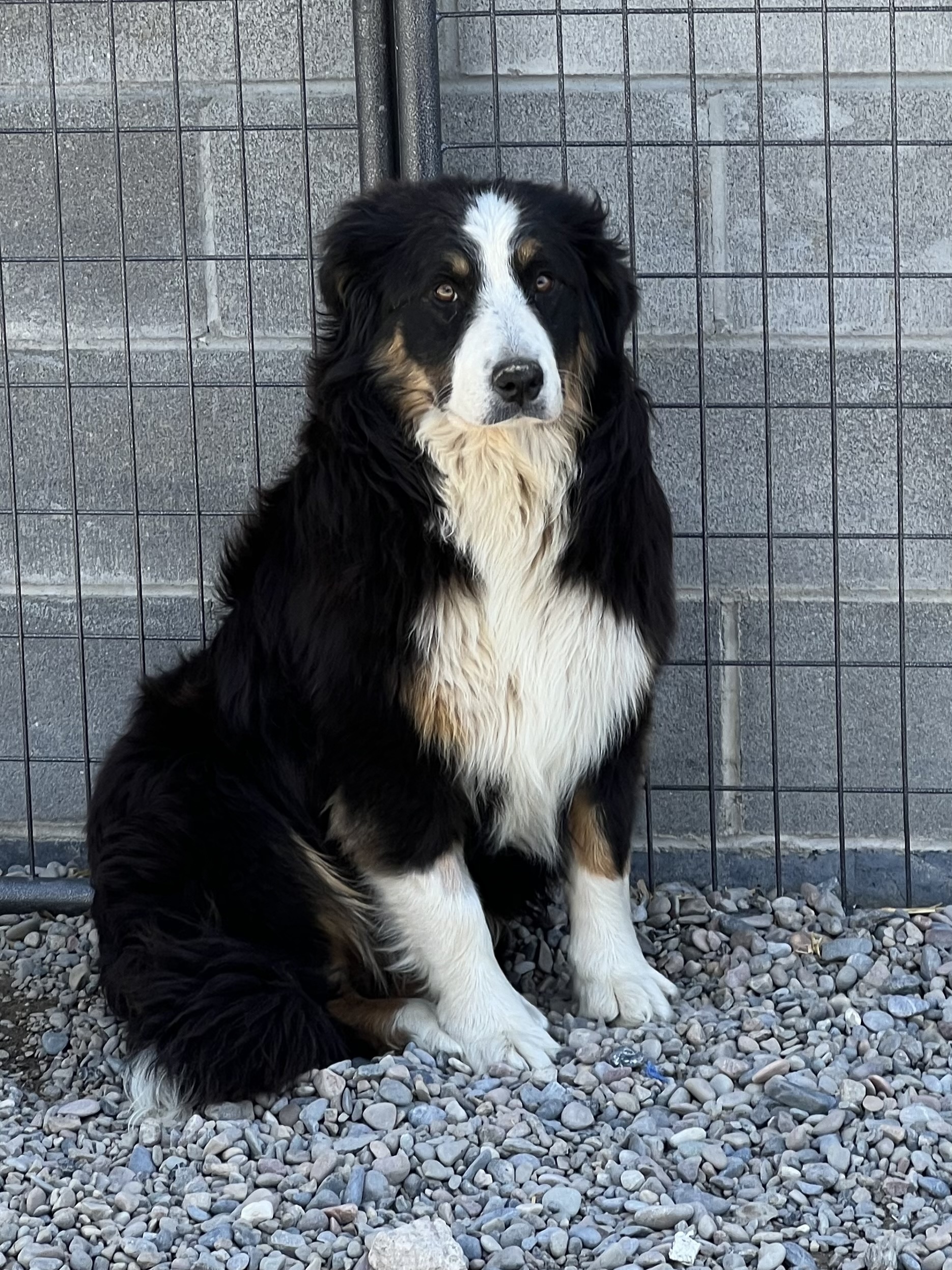 Bonnie