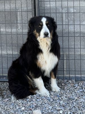 Bonnie, Young Female Bernese Mountain Dog
