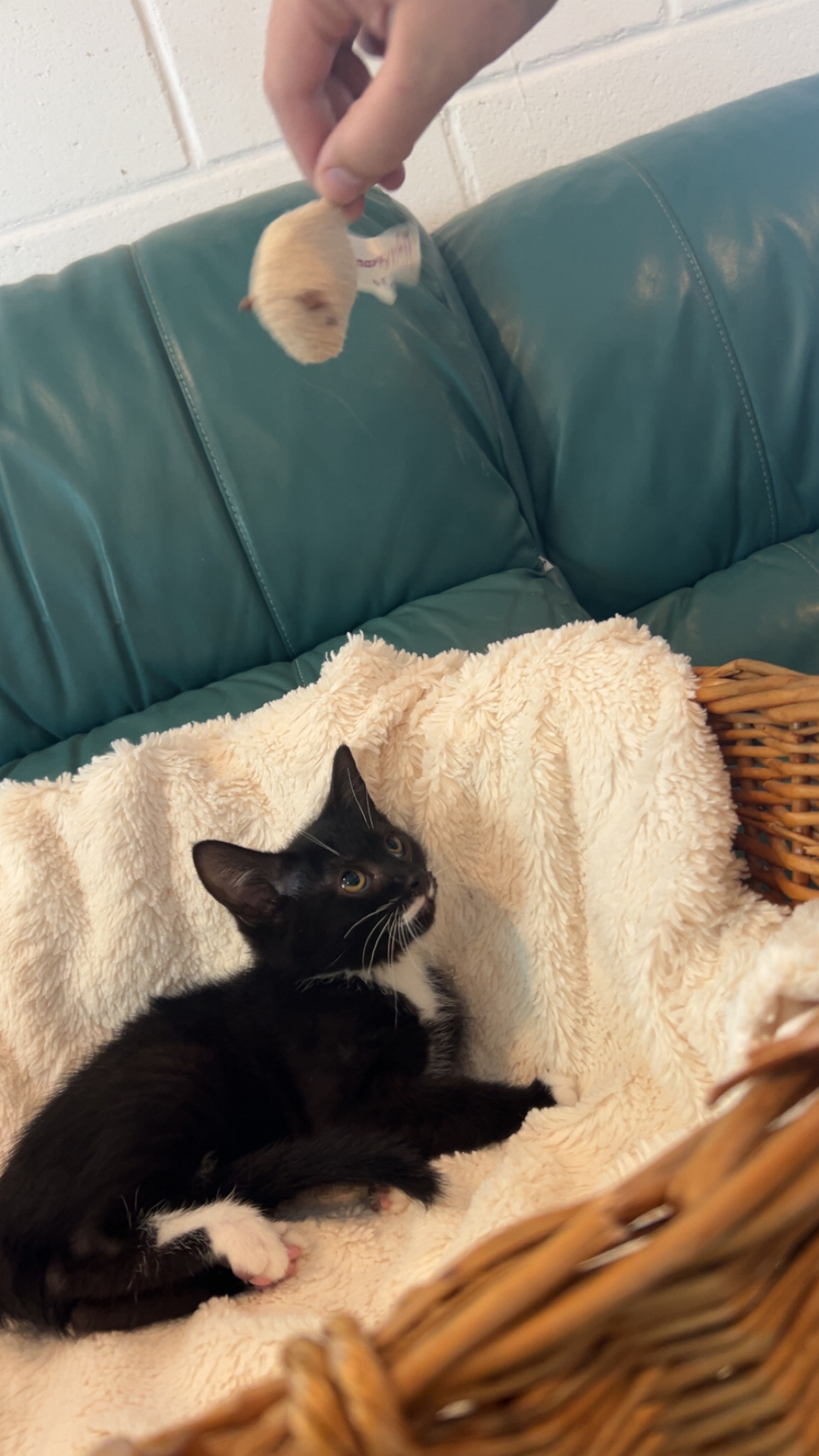 Amara, an adoptable Domestic Short Hair in Dillon, MT, 59725 | Photo Image 1