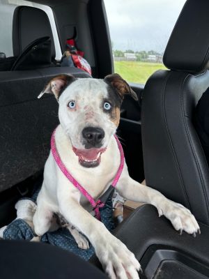 Charlie Sr, Adult Male Pit Bull Terrier