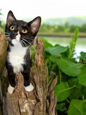Fresca, Young Female Domestic Short Hair