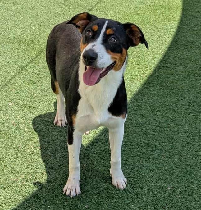 Found stray: Liberty