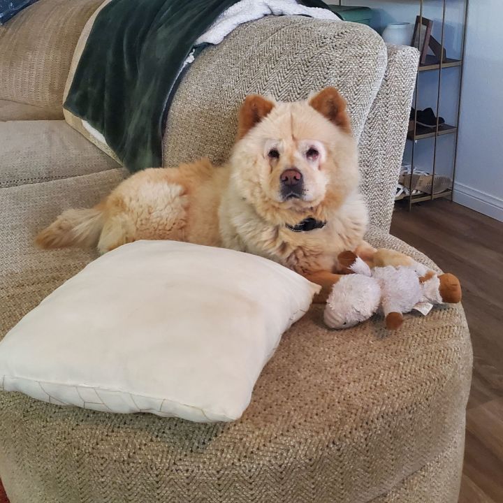 Ginger 1