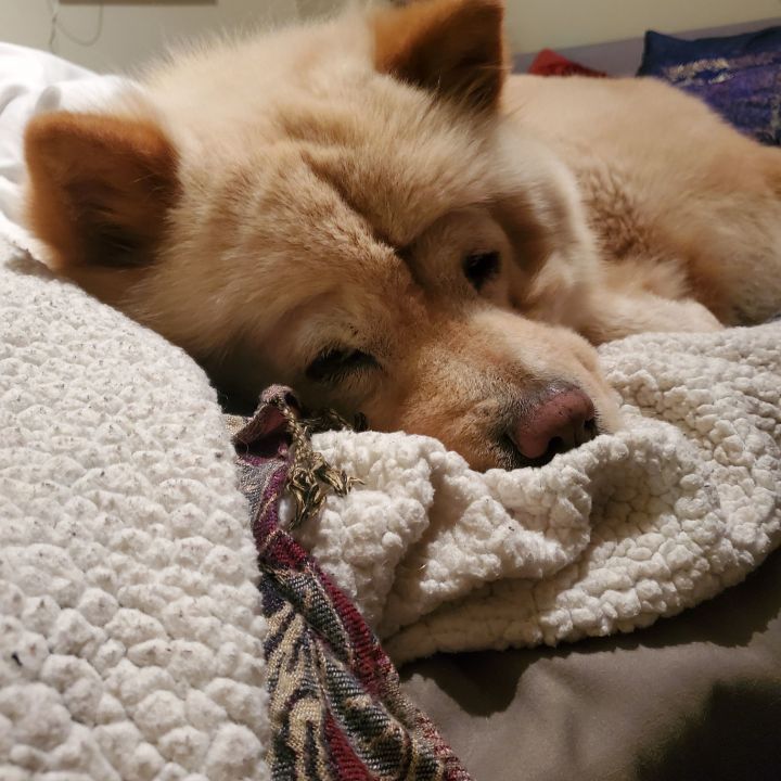 Ginger 2