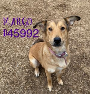 Cleo, Adult Female German Shepherd Dog