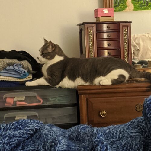 Loki