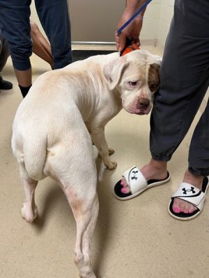 21817, Adult Female Boxer